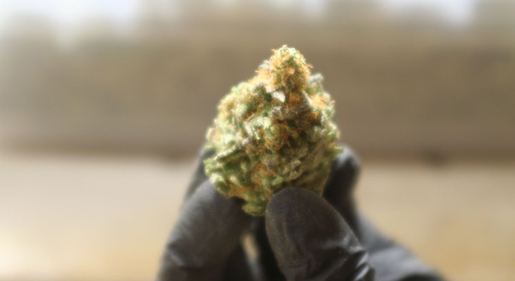 Cannabis bud trimmed