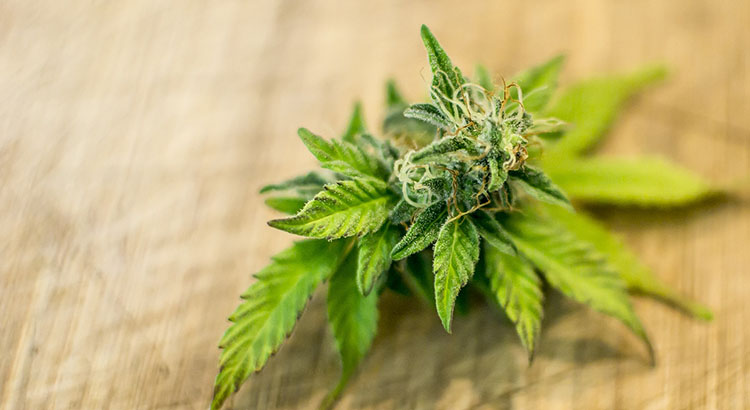 CBD dominant cannabis flower plant