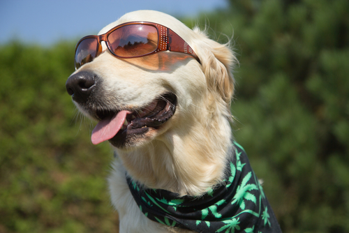 dog in marijuana leaf bandana and sunglasses in hemp field