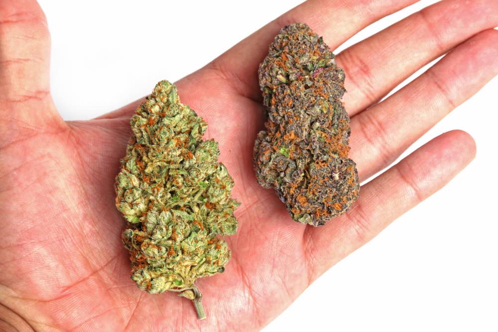 2 different Cannabis Strain in hand